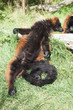 maki vari marron