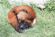 maki vari marron