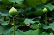 Bud of Lotus Flower Bud of Lotus Flower