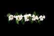 jasmine