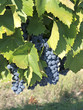 Grapes ready for harvest