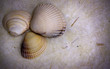 Conchas