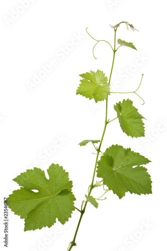 Foto: weinrebe weinrebe