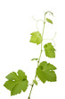 Weinrebe