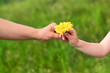 Blume