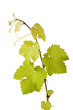 Weinrebe