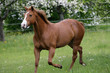 american quarter horse