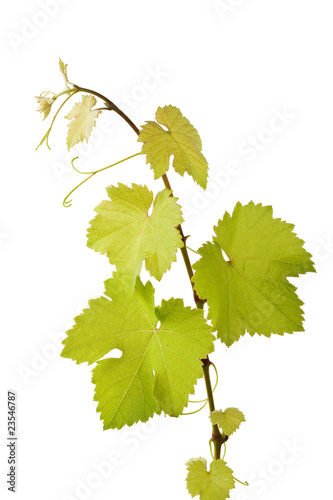 Foto: Weinrebe Weinrebe