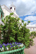 Fleurs au Palais de Pavlovsk Fleurs au Palais de Pavlovsk