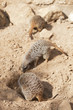 suricates
