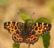 Landkärtchen - Araschnia levana - Frühlingsgeneration