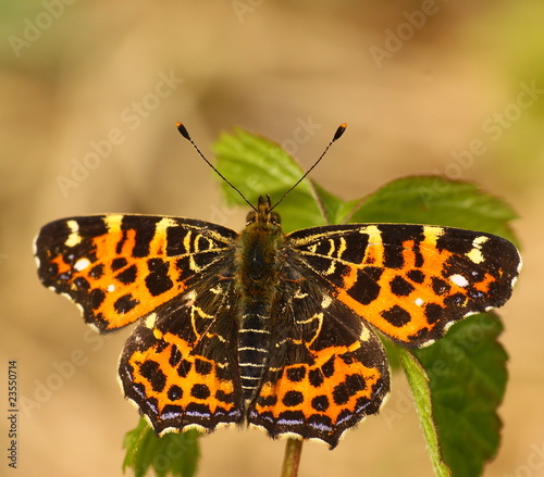 Foto: Landkärtchen - Araschnia levana - Frühlingsgeneration Landkärtchen - Araschnia levana - Frühlingsgeneration