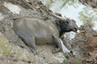 waterbuffalo