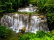 Dzika natura