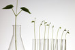 plant growing