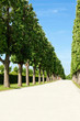 Allee 8782