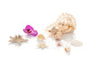 Muscheldekoration mit Orchideenblüte