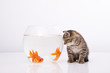 Home cat and a gold fish