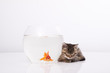 Home cat and a gold fish