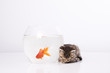 Home cat and a gold fish