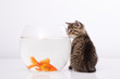 Home cat and a gold fish