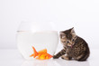 Home cat and a gold fish