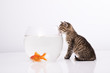 Home cat and a gold fish