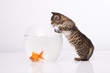 Home cat and a gold fish