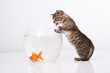 Home cat and a gold fish
