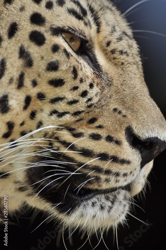 Photo: guépard guépard