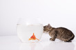 Home cat and a gold fish