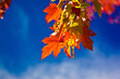 fall Leaves