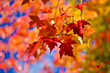 fall Leaves