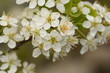 Traubenkirsche - Prunus serotina