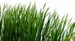 Isolated Reeds on shore