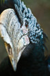 Black Hornbill