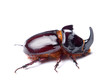 Rhino beetle