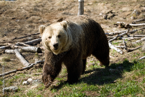 Photo: Walking bear Walking bear