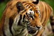 A Bengal Tiger paces in its lair in horizontal