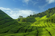 Tea Plantations