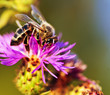 Honey bee on Knapweed Honey bee on Knapweed