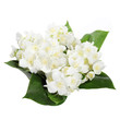 Photo en ligne au meilleur prix Fresh jasmine
