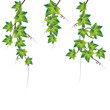 Green ivy. Vector Illustration