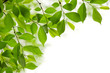 Green spring leaves on white background Green spring leaves on white background