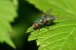 Foto: Goldfliege (Lucilia sericata) Goldfliege (Lucilia sericata)