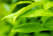 Wet leaves