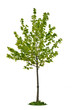Isolated young maple tree Isolated young maple tree
