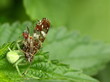 Veränderliche Krabbenspinne und Landkärtchen