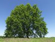 Baum, Eiche, Wiese