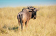 Friendly looking gnu